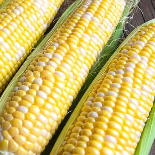 Ambrosia Bicolor Sweet Corn Seeds | Non-GMO F1 Hybrid | Zea mays | Heirloom, Full Sun, 50 Seeds