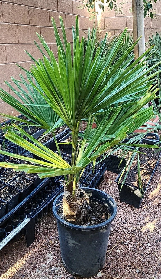 Live Windmill Fan Palm Tree in Pot, 34-38 Inches, Trachycarpus fortunei, Indoor & Outdoor Tropical Plant