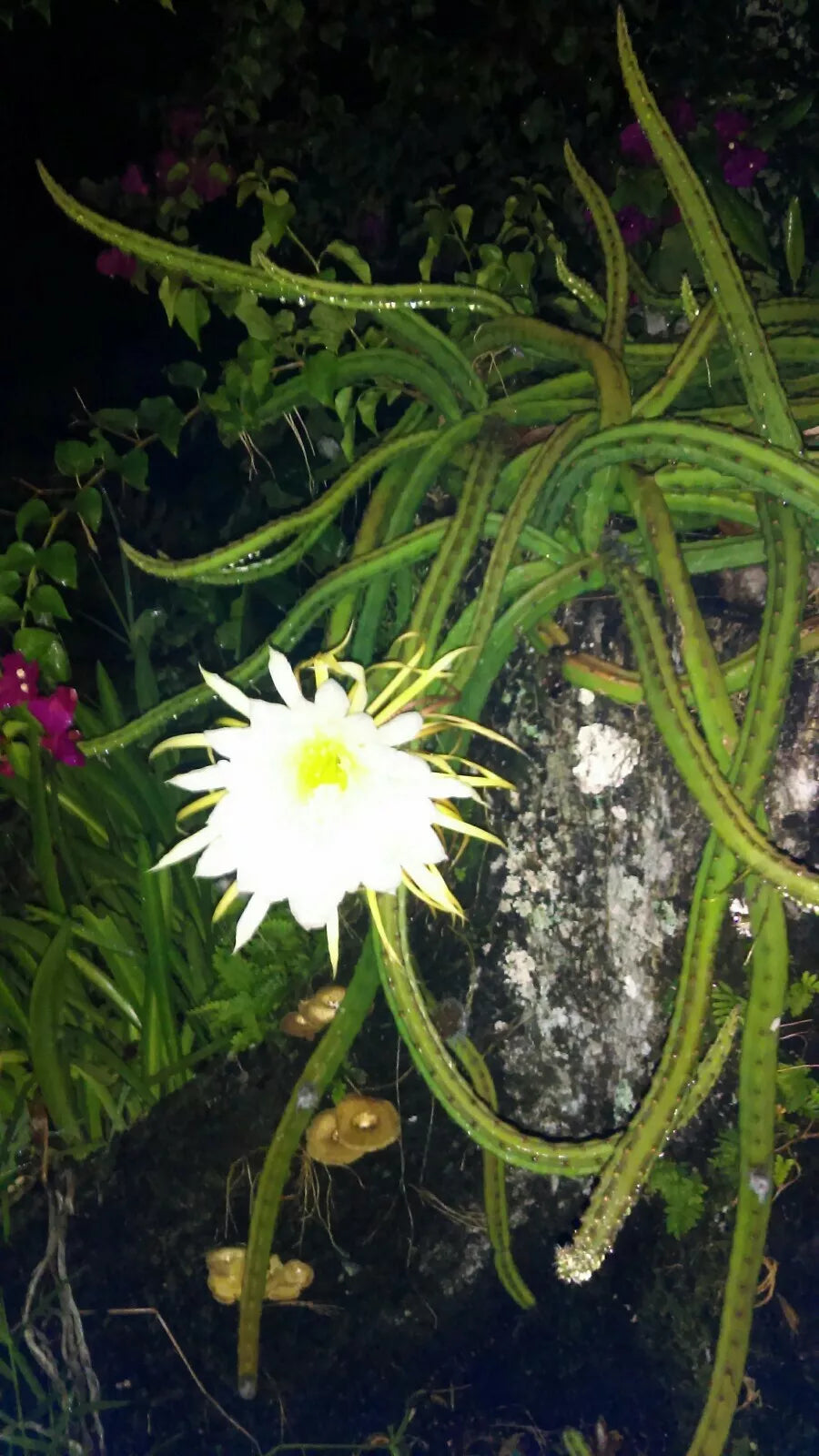 Cereus Cactus 4" Rooted Plants, Queen of the Night, Night-Blooming Cacti, Cereus peruvianus, Live Succulents for Indoor & Outdoor