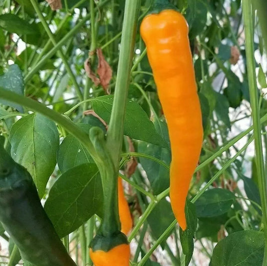 Orange Cayenne Pepper Seeds – Spicy Hot Pepper for Salsa, Culinary Use, Capsicum annuum, 30+ Seeds