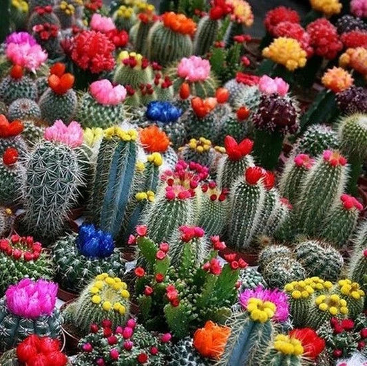 Mixed Multi-Color Cactus Seeds - 100 Pack - Assorted Varieties for Indoor & Outdoor Gardening
