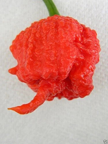 Carolina Reaper Seeds - 10 Organic Capsicum chinense Chili Pepper Seeds - World's Hottest Pepper for Hot Sauces & Spicy Cooking
