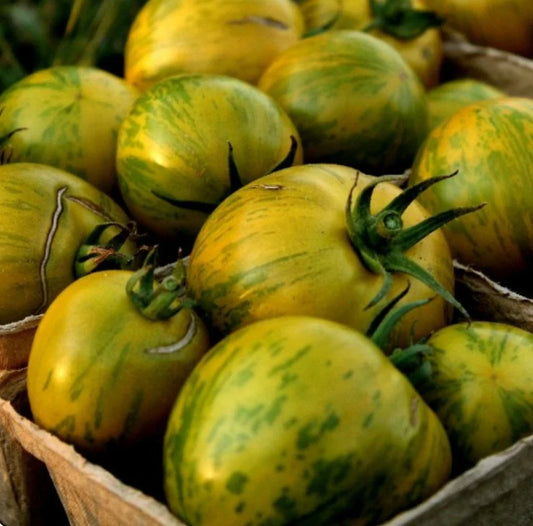 Green Zebra Tomato Seeds - NON GMO Heirloom Variety Lycopersicon esculentum, Striped Green & Yellow, Full Sun, High Yield, Pack of 25