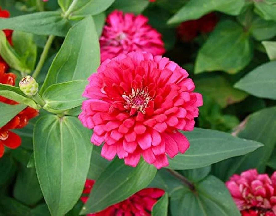 Pink Marigold Seeds - 25+ Pack - Tagetes erecta - Non-GMO Flower Seeds for Garden Planting - USA Grown