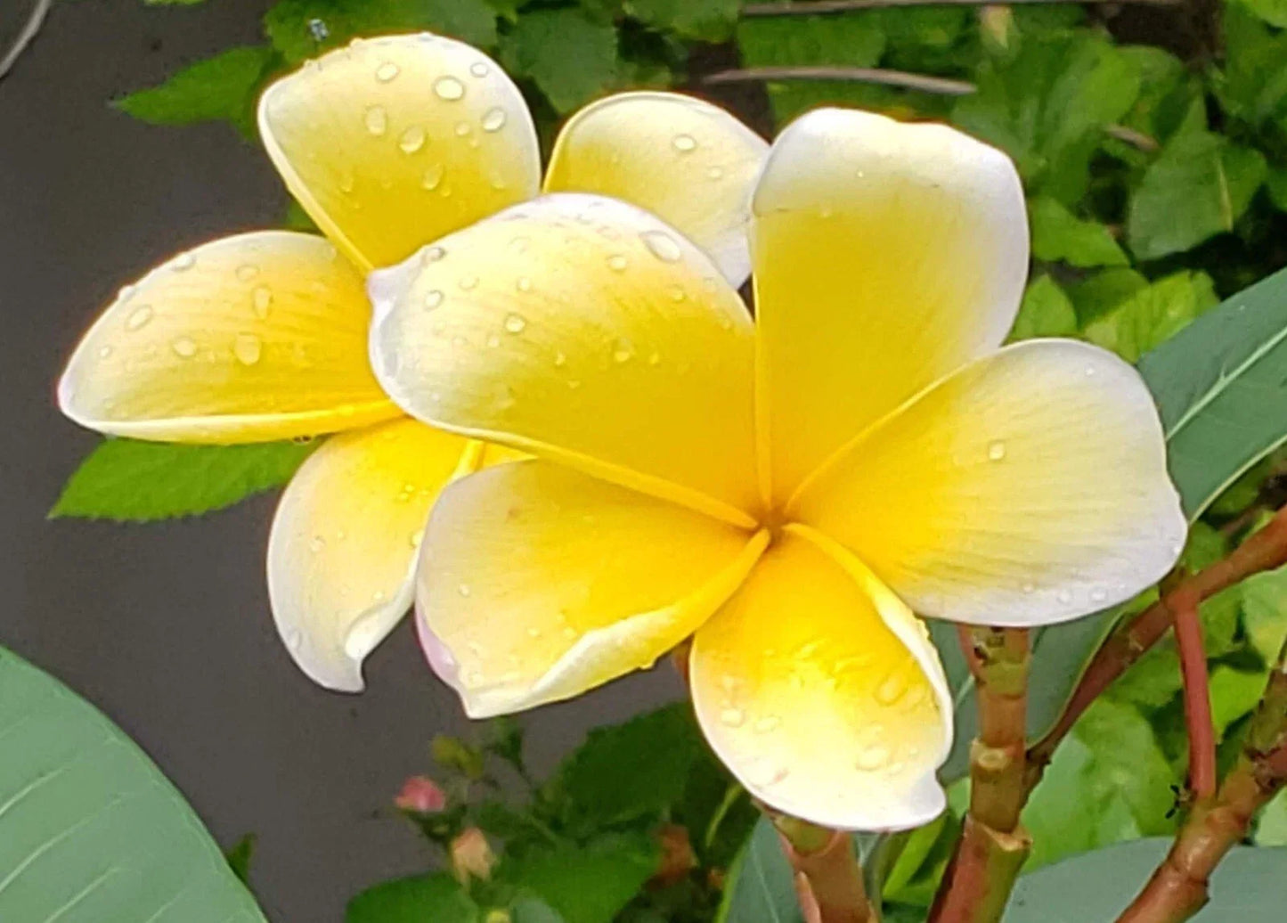 Yellow Plumeria Cuttings - Frangipani Plant for Gardening - Plumeria rubra - Tropical Fragrant Flowering Tree