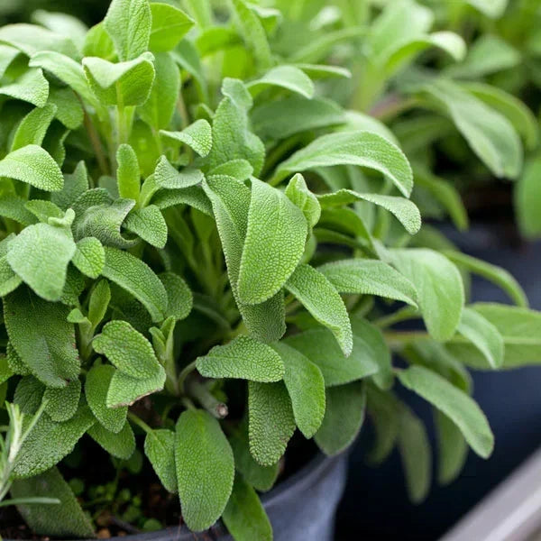 Broadleaf Sage Seeds - Herb Garden Planting Pack - Salvia Officinalis Culinary Herb for Indoor & Outdoor Gardens