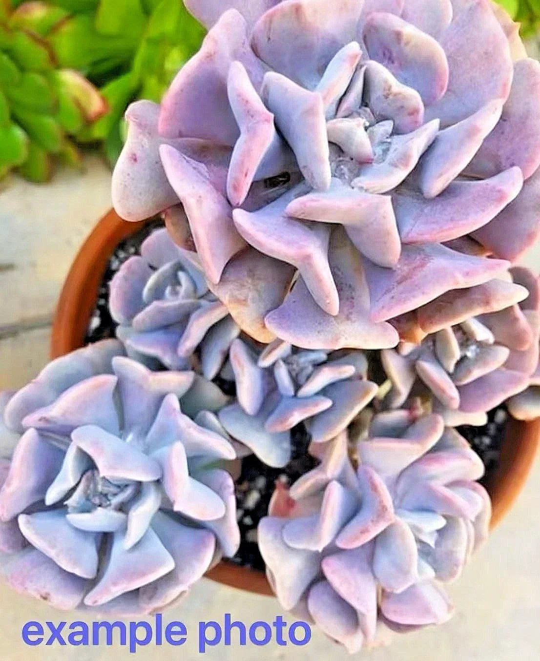 Echeveria Cubic Frost Succulent 2.75-Inch Multi-Head Live Plant, Crassulaceae, Lilac to Pink Rosette