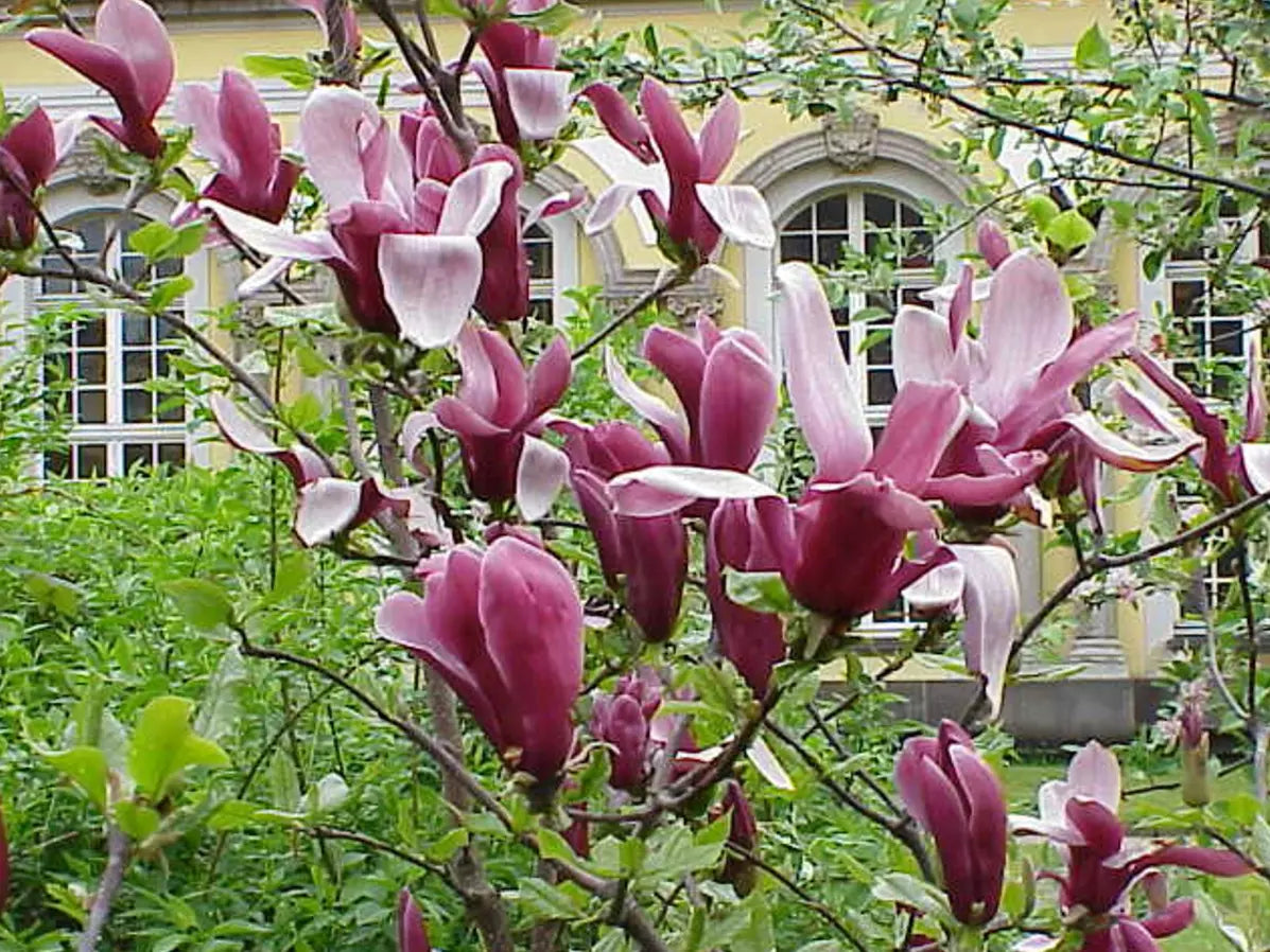 Jane Magnolia Tree Live Plant 6-12" Fragrant Blooms Magnolia x 'Jane' in 2.5" Pot - Reddish-Purple Tulip Flowers