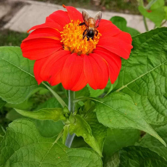 Mexican Torch Sunflower Seeds - Vibrant Yellow, Attracts Bees & Butterflies, Tithonia rotundifolia, Annual, Full Sun, 50+ Seeds