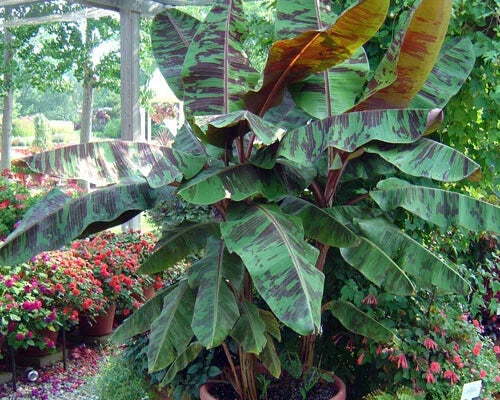 Variegated Sumatrana Rojo Blood Banana Starter Plant - Musa acuminata - Tropical Indoor/Outdoor Houseplant