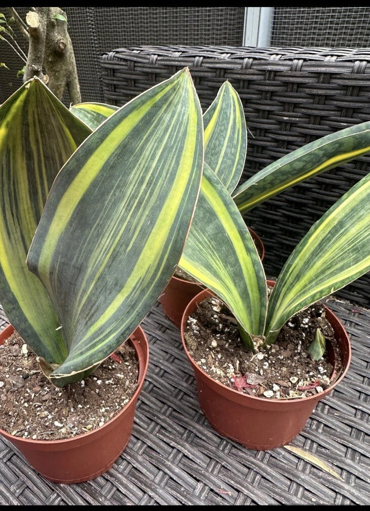 Sansevieria Masoniana Variegated Whale Fin Plant in 6” Pot | Unique Snake Plant Indoor Houseplant | Air-Purifying, Low Light