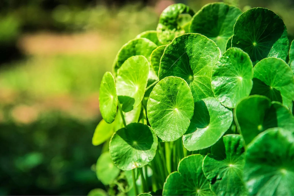 Gotu Kola Seeds (50 Seeds) | Centella asiatica | Easy to Grow Herbal Medicinal Plant | Pennywort for Garden & Culinary Use
