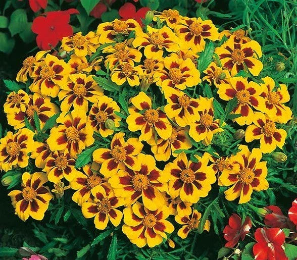Dwarf French Marigold Seeds - 301+ Naughty Marietta - Bright Yellow & Orange - Tagetes patula for Garden & Patio Containers