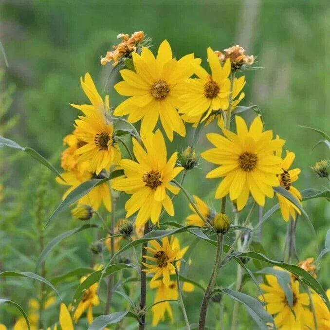 Maximilian Sunflower Seeds - Non-GMO Wildflower Seeds for Pollinators, Helianthus maximiliani, Full Sun, Easy to Grow, 50 Seeds