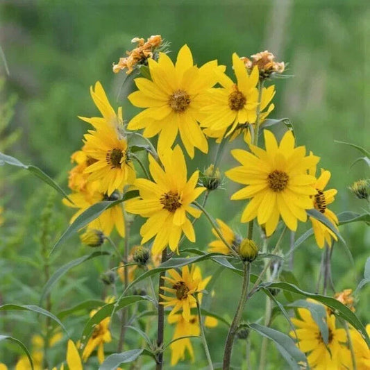 Maximilian Sunflower Seeds - Non-GMO Wildflower Seeds for Pollinators, Helianthus maximiliani, Full Sun, Easy to Grow, 50 Seeds