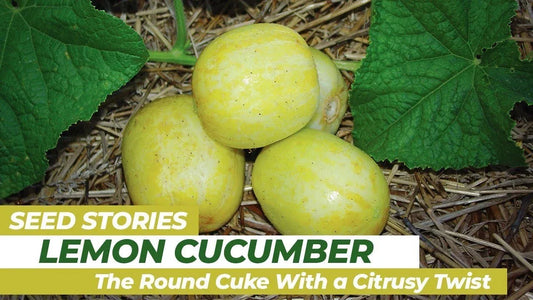 Lemon Cucumber Seeds - 100+ Organic Heirloom Non-GMO Cucumis sativus for Salad, Pickling & Snacking