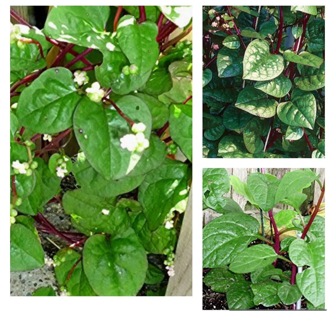 Red Stem Malabar Spinach Seeds - Basella Alba Rubra Ceylon - Edible Leafy Green, Heirloom Vegetable, 50+ Seeds, Warm Climate Garden