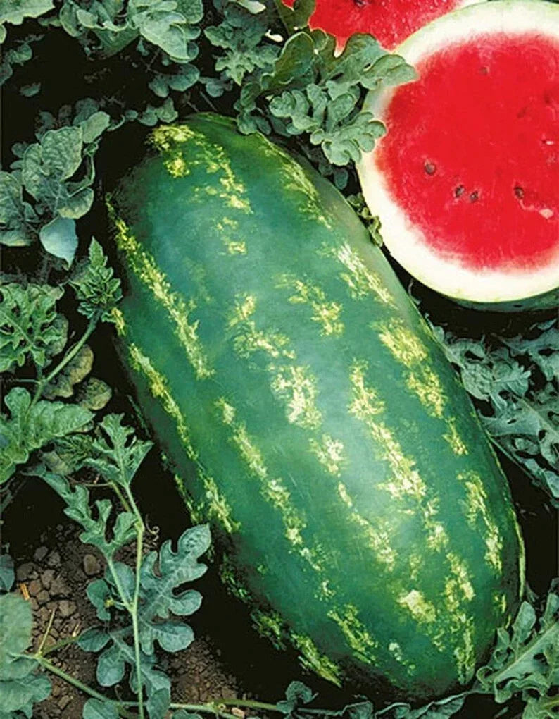 Stargazer Watermelon Seeds - 20 Organic Non-GMO Heirloom Citrullus lanatus Seed Packet for Backyard Gardening