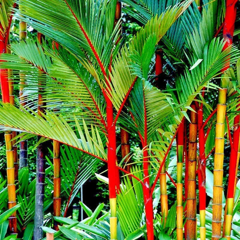 Red Sealing Wax Palm Seeds Cyrtostachys renda - Indoor Gardening Tropical Plant Seeds for Home Decor
