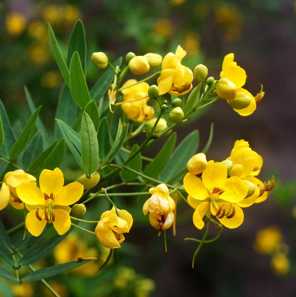 Senna Wild Cassia Seeds 50 Pack Perennial Yellow Flowers for Gardens & Native Plants Senna obtusifolia