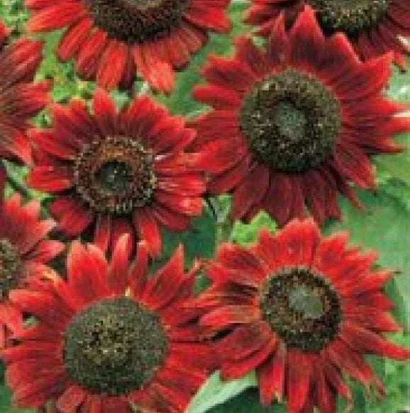 Velvet Queen Sunflower Seeds - 20 Fresh Helianthus annuus Heirloom Seeds for Garden, Cut Flowers & Pollinator Attraction