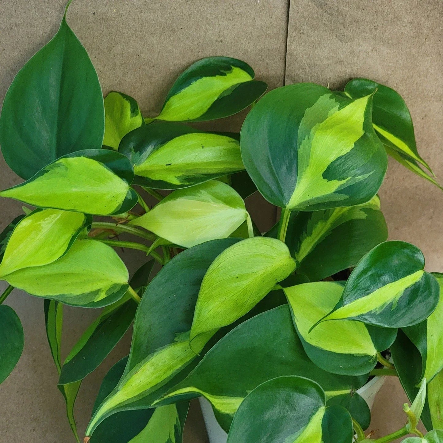 Philodendron Brasil - 3 Inch Pot | Variegated Houseplant | Easy Care Tropical Plant | Philodendron hederaceum