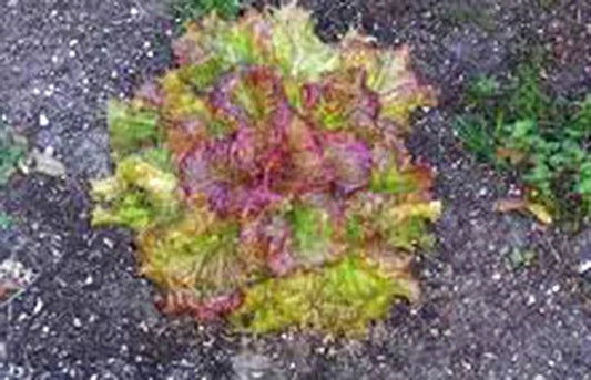 Lettuce Seeds - 500 Count - Leaf Lettuce Prizehead - Heirloom Non-GMO Organic Vegetable Seeds - Lactuca sativa