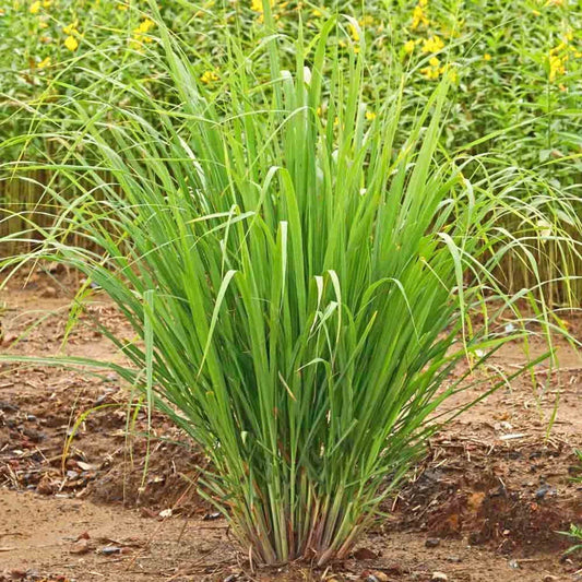 Lemongrass Seeds - Organic Non-GMO Herb for Culinary & Mosquito Repellent - Cymbopogon citratus - Pack of 100