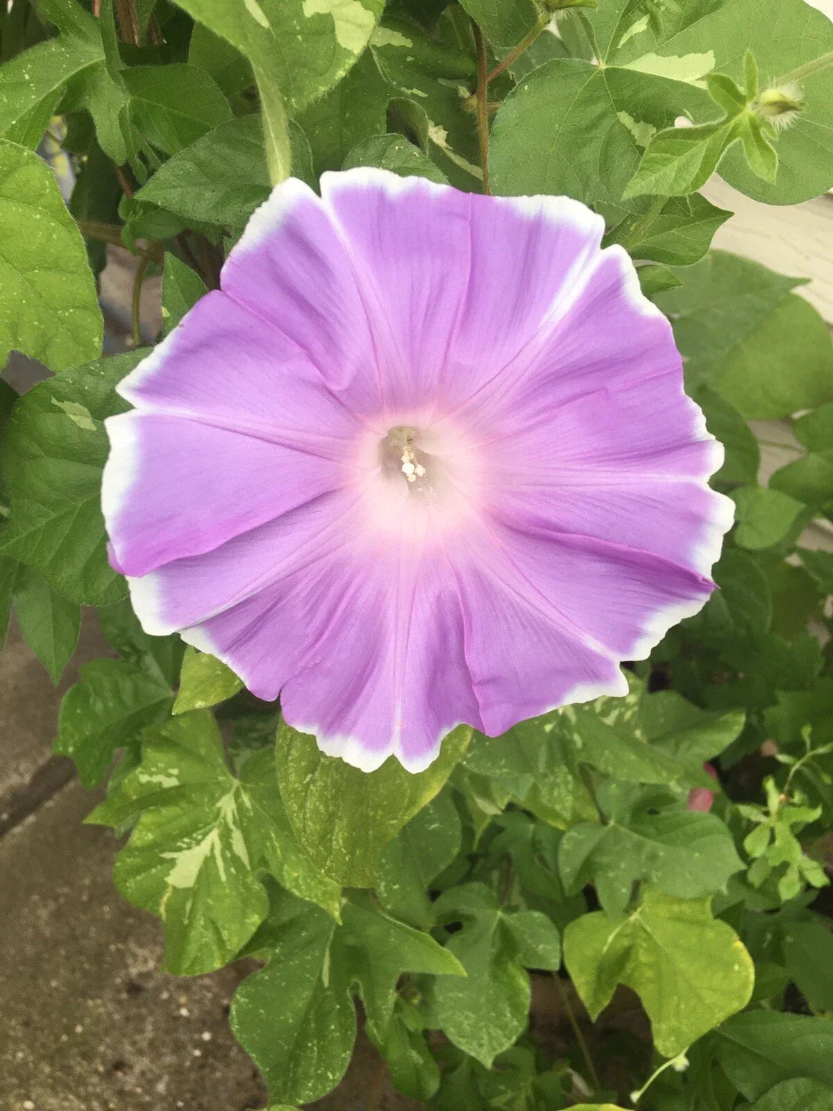 Peach Pie Japanese Morning Glory Seeds - 10 Pack - Ipomoea nil - Vibrant Climbing Vine for Garden and Containers