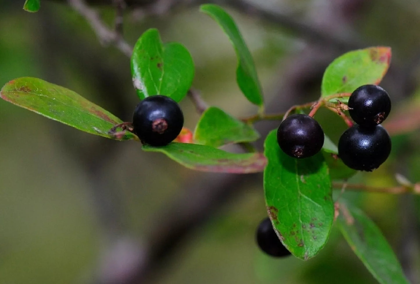 Sparkleberry Tree Seeds - 15+ Pre-Stratified Vaccinium arboreum Fruit Shrub for Landscaping and Wildlife