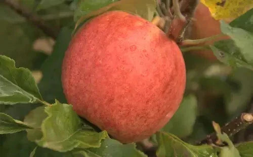 Red Falstaff Apple Seeds - Malus domestica, 25+ Seeds for Garden Planting, Fruit Trees, Home Orchard, Crisp & Sweet Apples