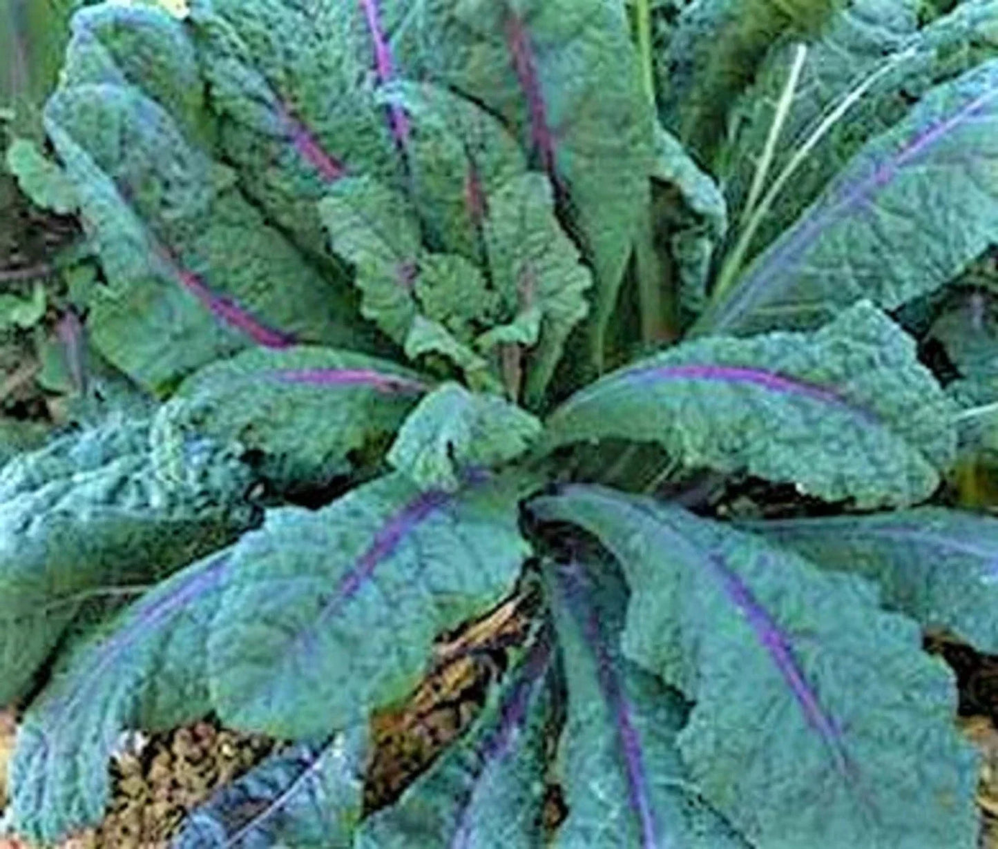 Dazzling Blue Kale Seeds - Non-GMO Brassica oleracea var. sabellica Heirloom Vegetable Seeds for Garden, Salad, and Cooking