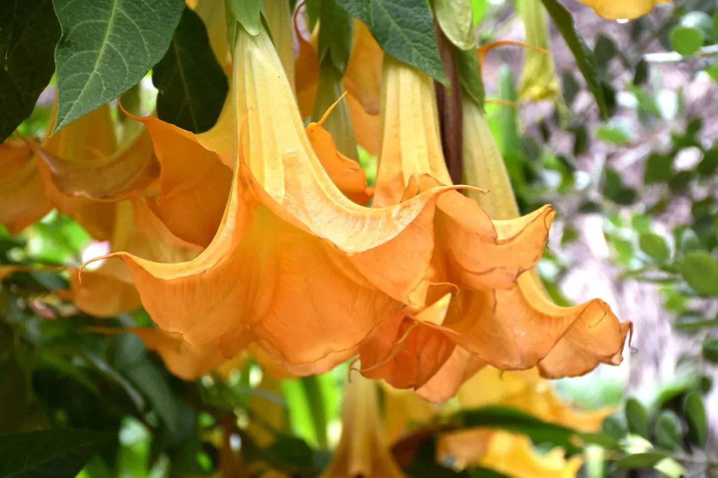 Brugmansia Suaveolens Seeds - Yellow Flower Angel's Trumpet - Tropical Perennial Plant - Fragrant Large Flowers for Garden & Pollinator Attraction