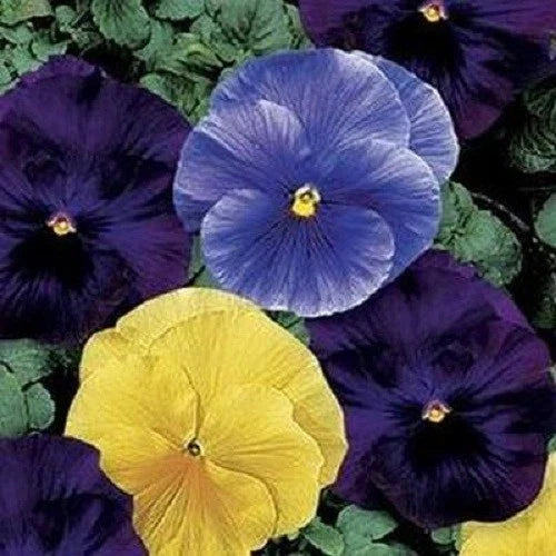 50 Pansy Seeds - Delta Tricolor Mix - Viola tricolor - Colorful Flower Seeds for Garden & Containers