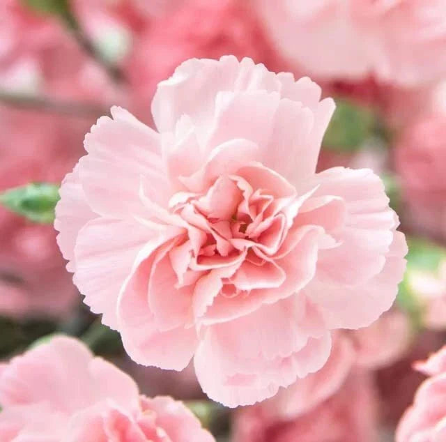 Carnation Flower Seeds, La France Pink, Dianthus caryophyllus, 100 Seeds, Easy to Grow, Fragrant Pink Blooms