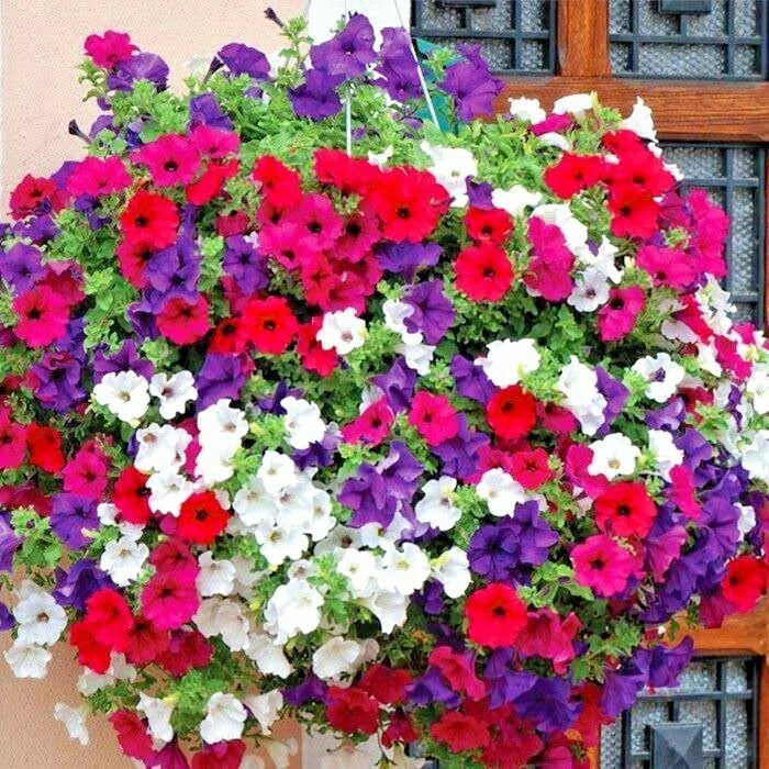 Dwarf Petunia Mix Flower Seeds - Petunia × hybrida, Vibrant Colors for Containers & Hanging Baskets, 2001+ Seeds