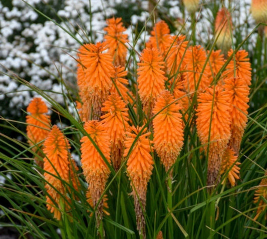 Orange Blaze Poker Plant Seeds - Kniphofia uvaria with Vibrant Orange Flowers for Garden, Landscape & Container Planting