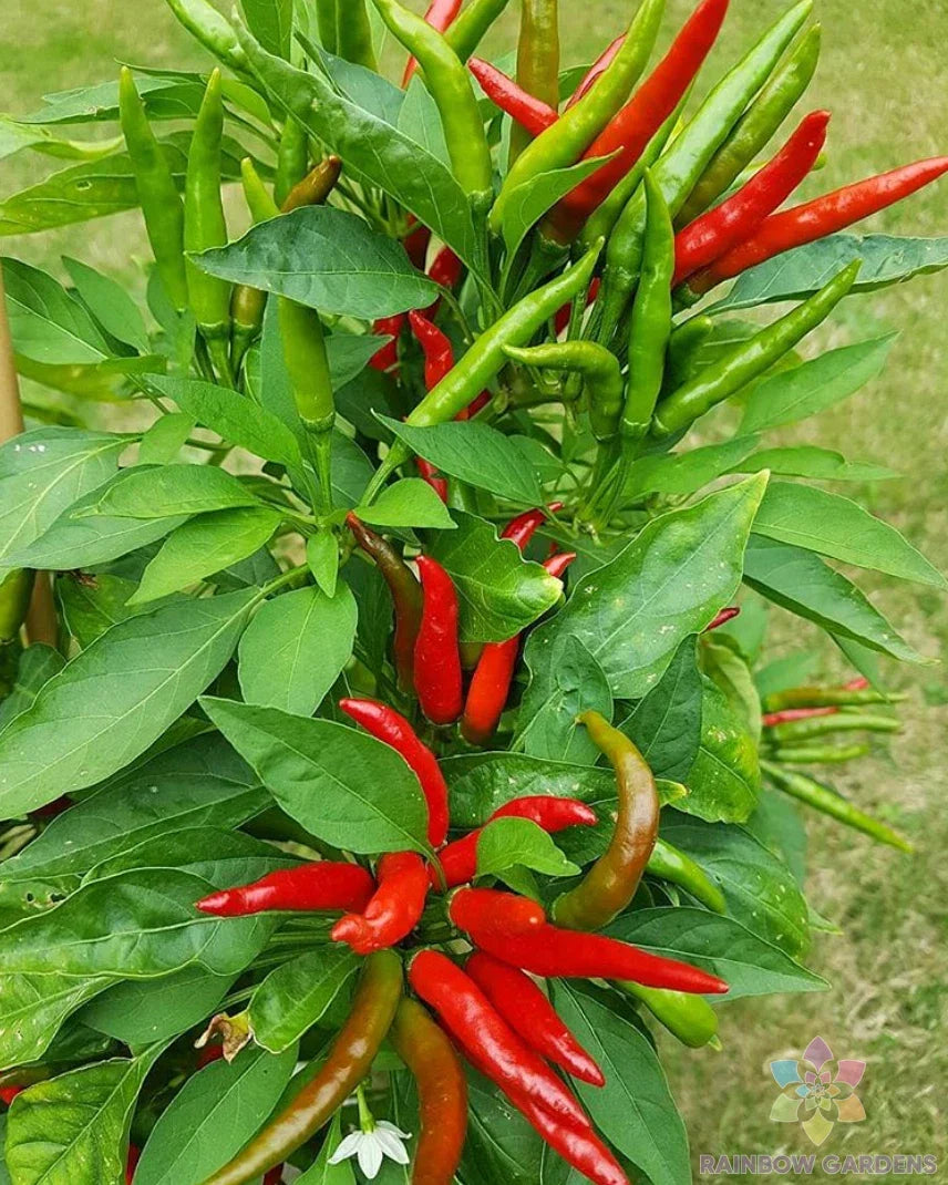 Tien Tsin Hot Pepper Seeds – Capsicum annuum – Spicy Red Peppers for Garden or Container Planting – 25 Seeds