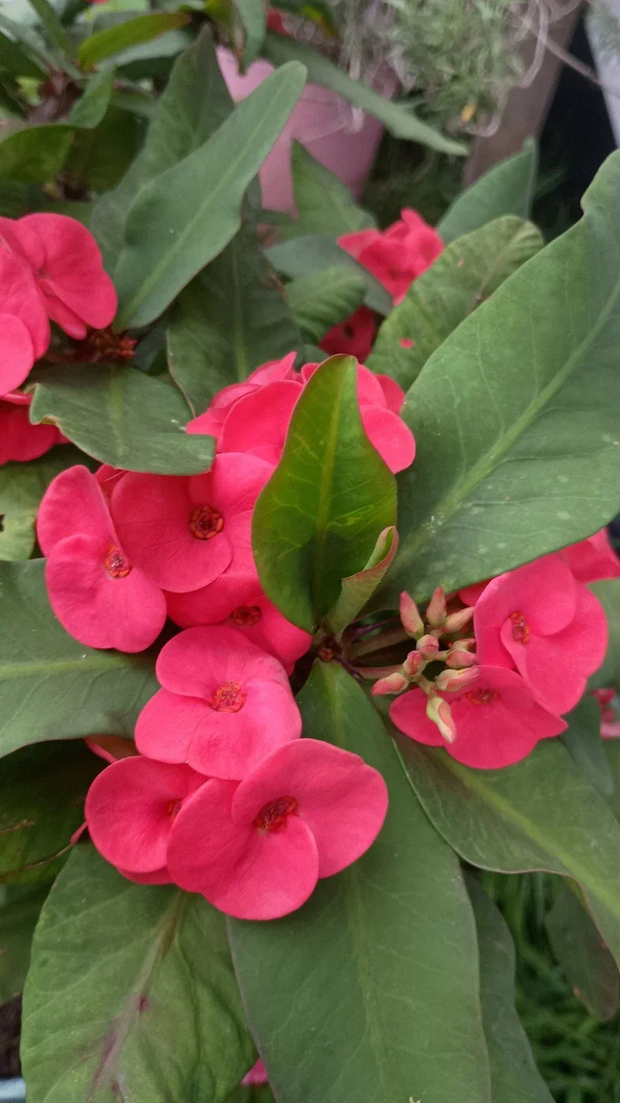 Crown of Thorns Cutting 1 Count - Hot Pink Euphorbia milii - Drought-Tolerant, Low Maintenance Indoor/Outdoor Plant