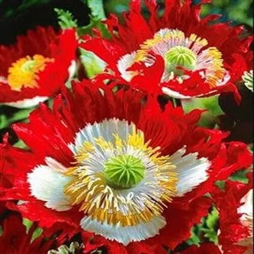 Poppy Seeds – 1000 Non-GMO Danish Flag Red & White Cross – Papaver somniferum for Pollinators, Garden Borders & Cut Flowers