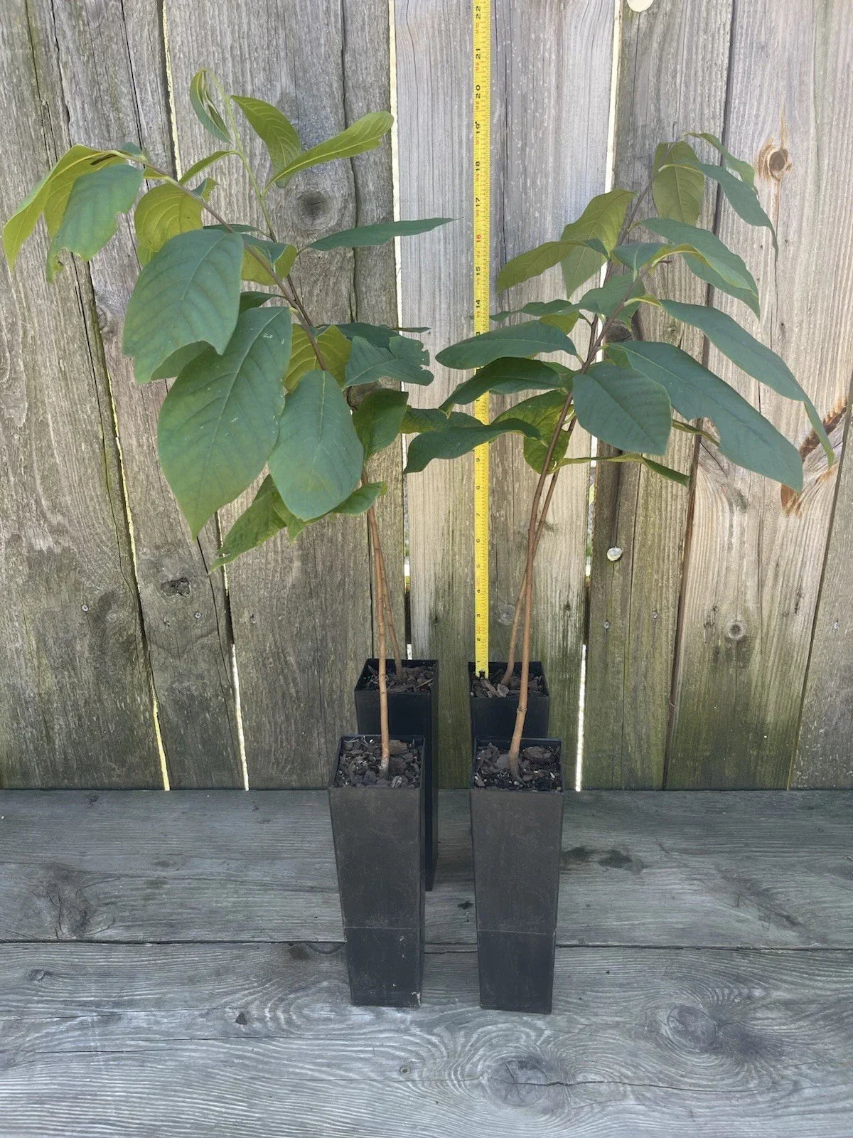 Potted Pawpaw Tree 4 Years Old | Asimina triloba | Fruit-Bearing, Ready to Plant, 16-24 Inches