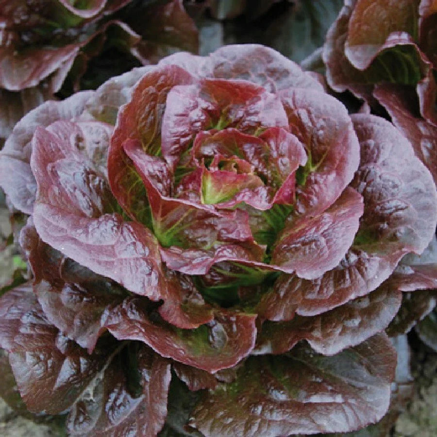 Romaine Cimarron Lettuce Seeds – Heirloom Red Leaf, Organic, Non-GMO, 600+ Seeds for Salad Gardens, Easy to Grow, Lactuca sativa