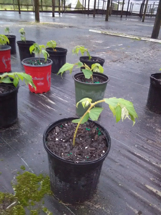 Muntingia Calabura Strawberry Tree Live Plant – Rare 10 Pack Tropical Fruit Plant for Garden, Edible Berries, Easy Care