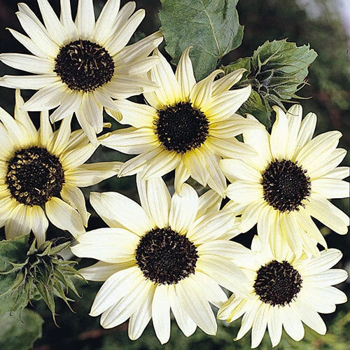 Italian White Sunflower Seeds Pack | Helianthus Debilis | Annual Flower Seeds for Garden, Cut Flowers & Pollinator Attractant