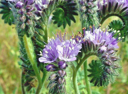 Lacy Phacelia Seeds 1001+ | Wildflower Pollinator Mix | Drought & Heat Resistant Cover Crop | Phacelia tanacetifolia