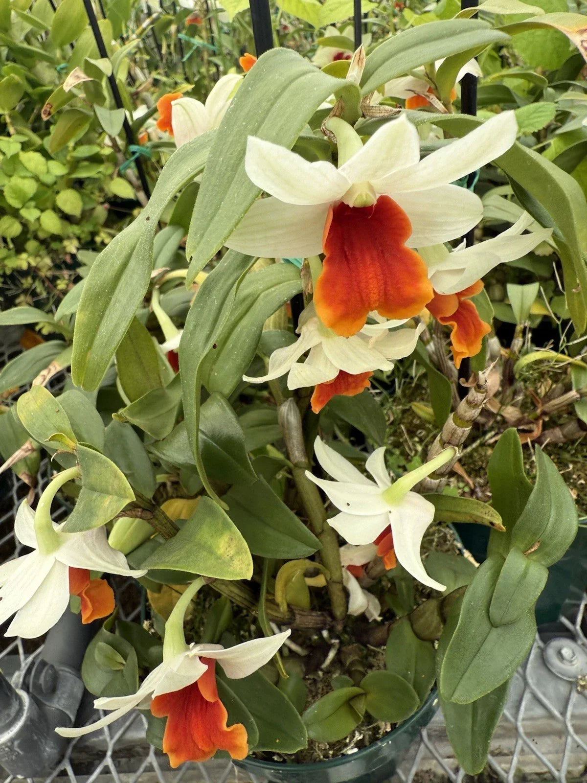 Dendrobium Orchid Plants - 3 Short Stem Divisions - Tropical Flowering Houseplants - No Pot - Elegant Indoor Orchid Plants