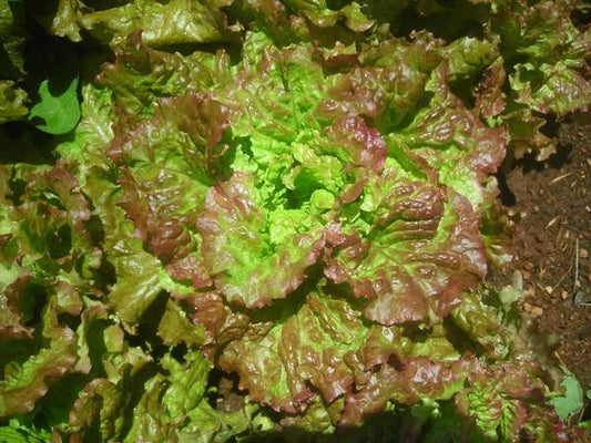 Loose Leaf Lettuce Seeds - Bulk 500-5000 - Fast Growing Lactuca sativa - Home & Garden Gardening