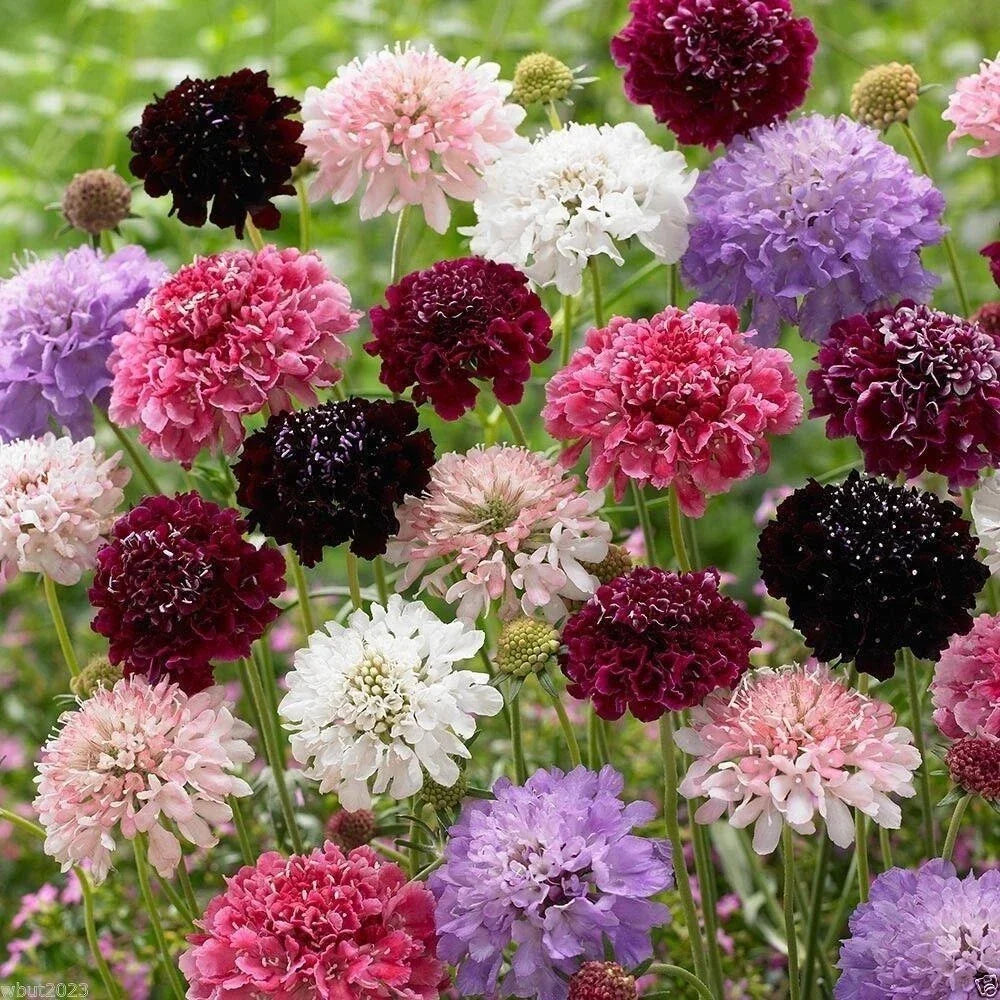 Pincushion Flower Seeds Mix - 100 Colorful Scabiosa Seeds - Attracts Pollinators - Scabiosa spp.