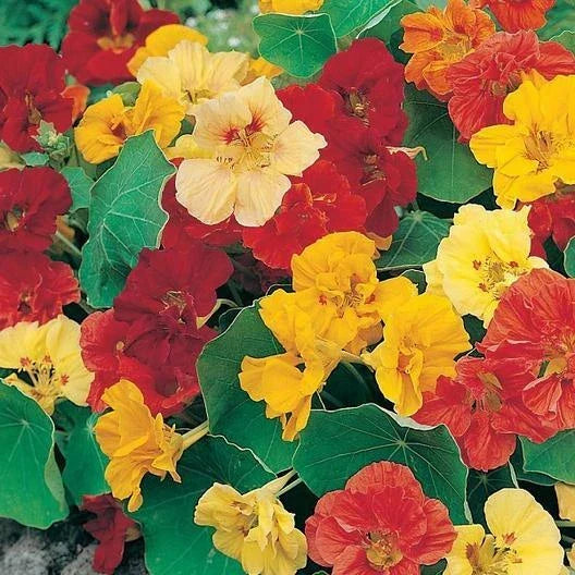 Nasturtium Seeds Dwarf Jewel Mix Edible Non-GMO Flower Seeds - Tropaeolum majus, Vibrant Colors, 25 Pack