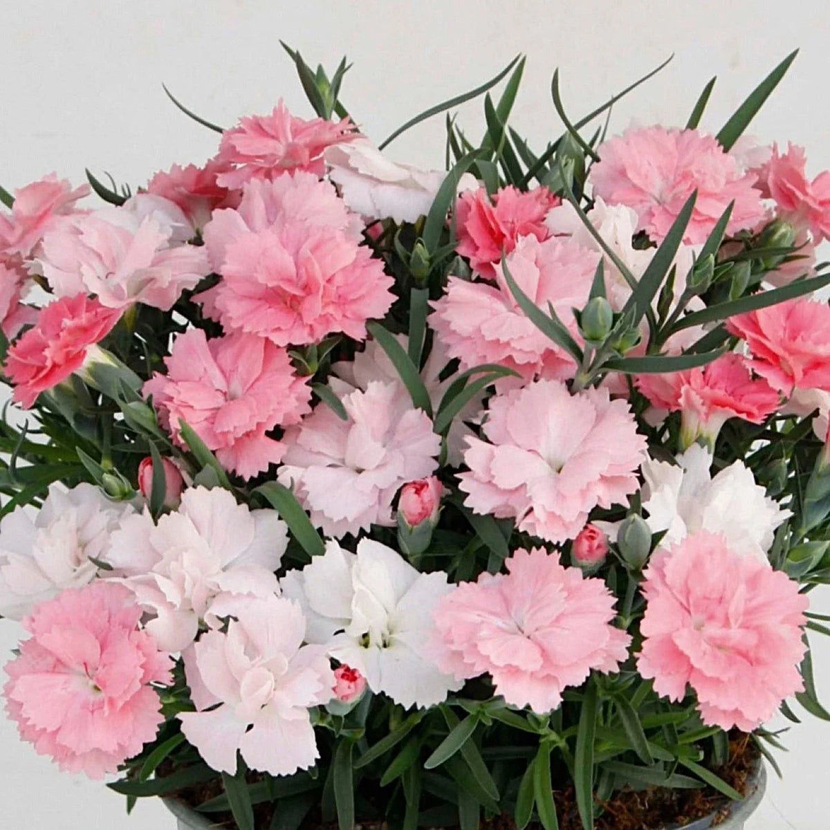 Dianthus Plants 2 Pack - Everlast Pink to White - Dianthus chinensis - Easy to Grow Perennial for Garden or Patio